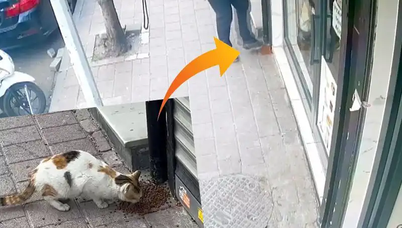 Kedi Macerası: Mamalarını Dağıtan Kedi Şaşırttı!