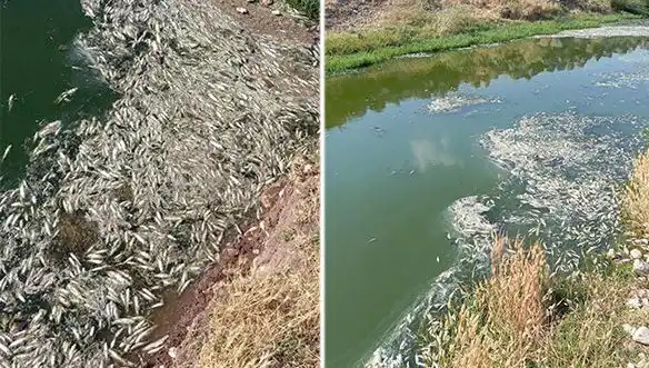 Karasu Çayı’nda Gizemli Balık Ölümleri: Çevre ve Sağlık Üzerindeki Etkileri
