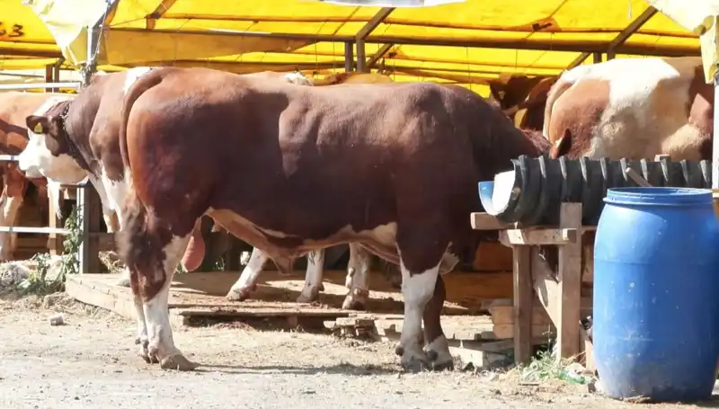Kurban Pazarlarında Tüm Gözler Bayram İçin Hareketliliğe Dönüşüyor