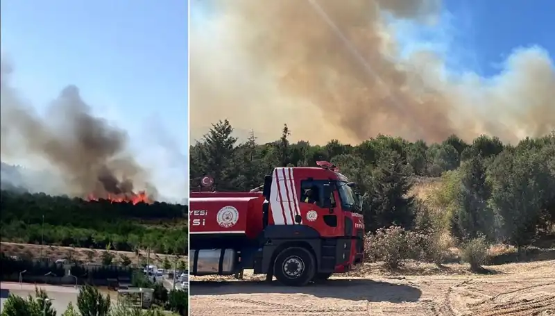 Gebze’deki Orman Yangını: Doğa ve Hayvanlar İçin Tehlike Sinyalleri