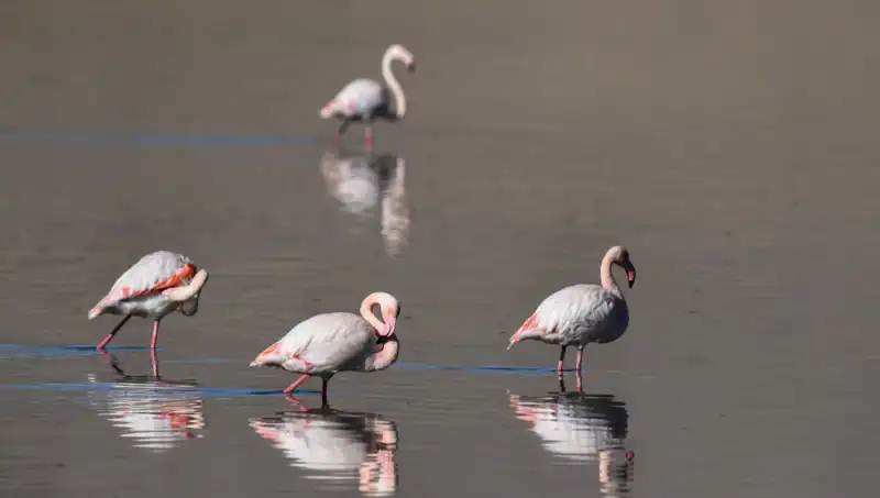 Kuş Cenneti Kuraklıkla Sınanıyor: Flamingo Popülasyonu Tehlikede!
