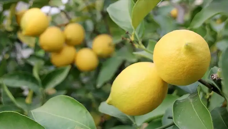 Limonun Fiyatı Uçtu: Adet Fiyatı 24 Lira Olunca Ne Olacak?