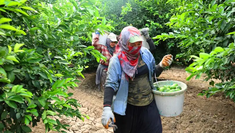Marketlerde Fiyat Rekoru: 150 Lirayı Aşan Meyve ve Sebzelerin Hasadı Başladı