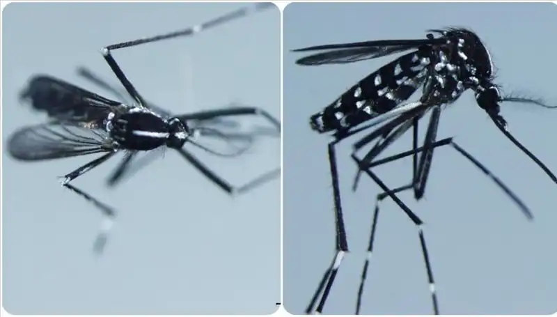 Chikungunya Virüsü: Tehdit Oluşturan Hastalık ve Belirtileri Neler?
