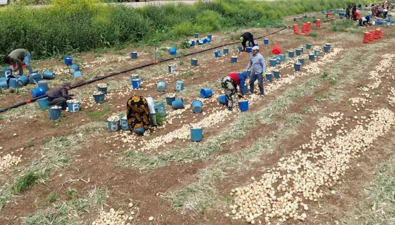 Soğan Hasadı Başladı: Piyasalardaki Fiyatlar Düşerken Ne Olacak?