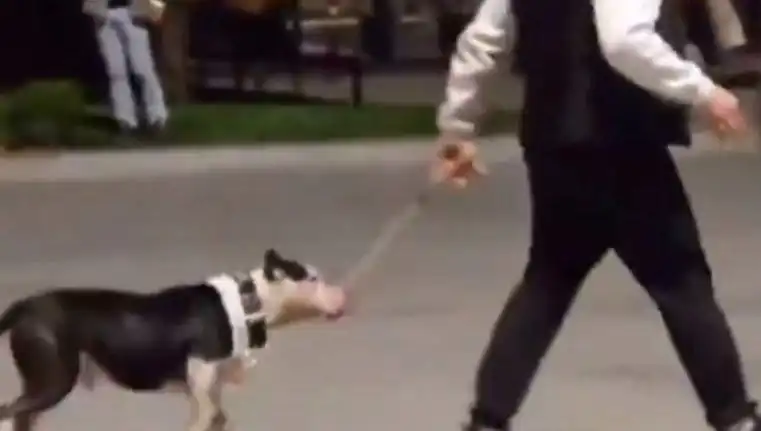 Ağızlıksız Pitbull, Diğer Köpekleri Saldırdı: Sahibine Para Cezası Kesildi