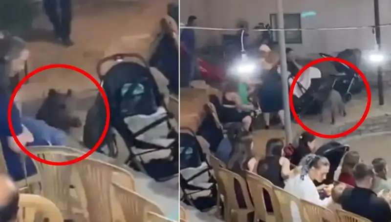 Düğün Merasimine Yaban Domuzu Beyanı: Şoke Edici Anlar!