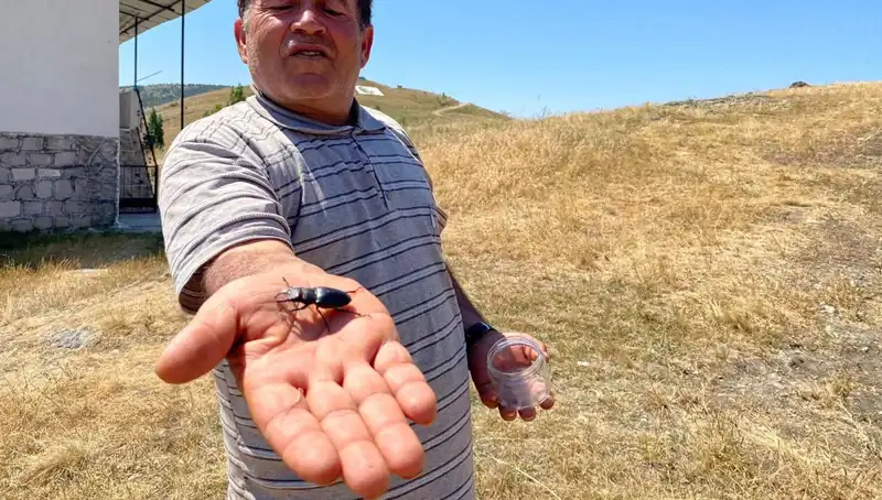Sivas'ta Görülen Yenilik: Bu Böceğin Ölümü Cezası 557 Bin TL!