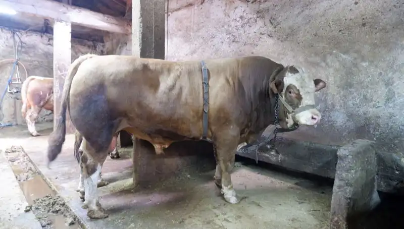 Tam 1 Ton 200 Kilo! Bu Yapı Taşı Milyonları Sıfırlıyor