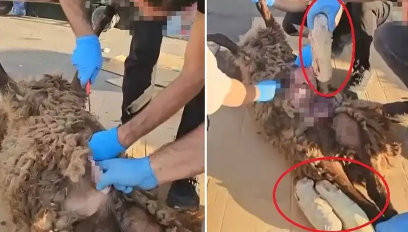 Zehir Tacirlerinin Şoke Edici Oyunu: Ölü Koyunun Karnından Çıkanlar