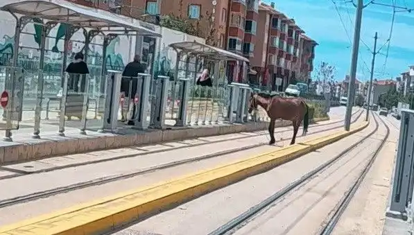 Eskişehir Tramvay Raylarında Başbaşına Gezen At, Şehirde Şaşkınlık Yarattı