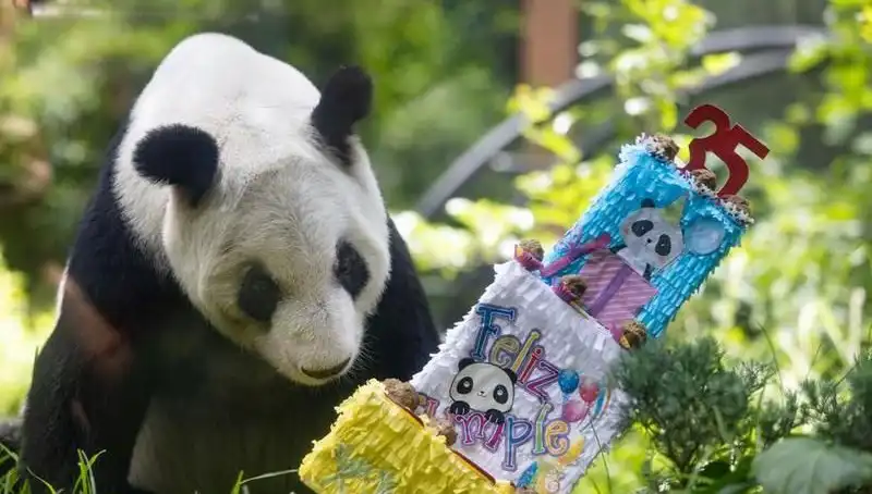 Dev Panda Xin Xin’in 35. Doğum Günü: Bir Efsanenin Hikayesi