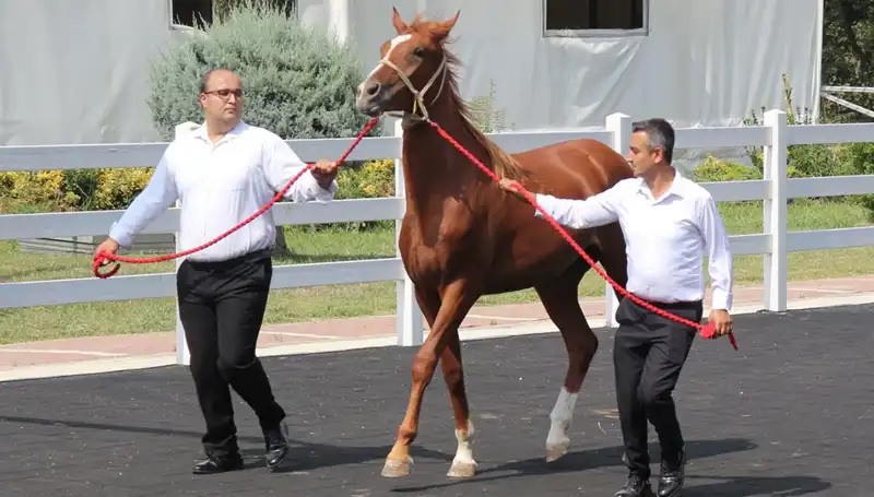 Taşkın Kral Rekoru: Doğanın Gücünü Gözler Önüne Seren Olay