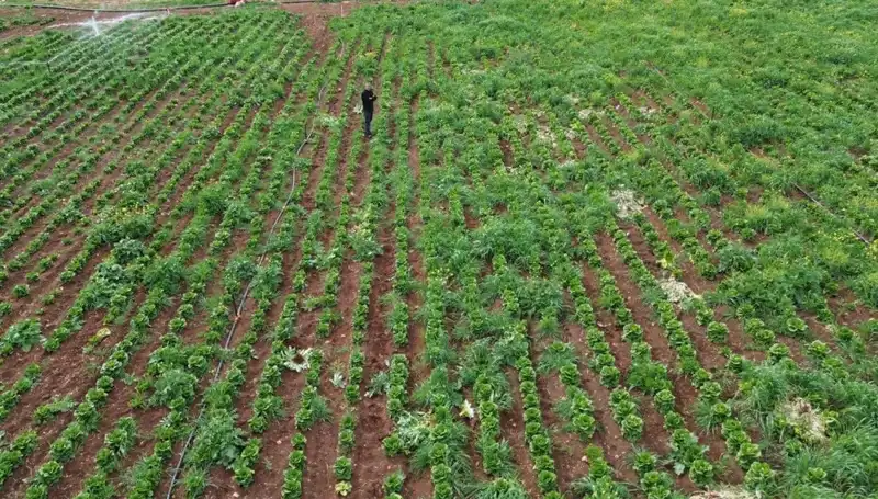 Kuraklık, Marul Hasadını Tehlikeye Atıyor: Üreticiler Ne Yapacak?