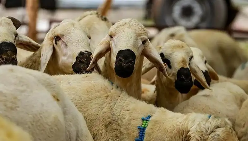 2023 Kurban Bayramı Ne Zaman? Bayram Tatili 9 Gün Olacak mı?