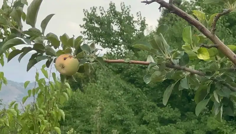Yüzyılın Dondurucu Soğuğu: Çürüyen Tek Elma İle Gelen Kayıplar