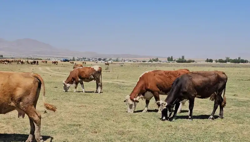 Arin Gölü’nde Kırılma Noktası: Su Krizi Kapıda mı?
